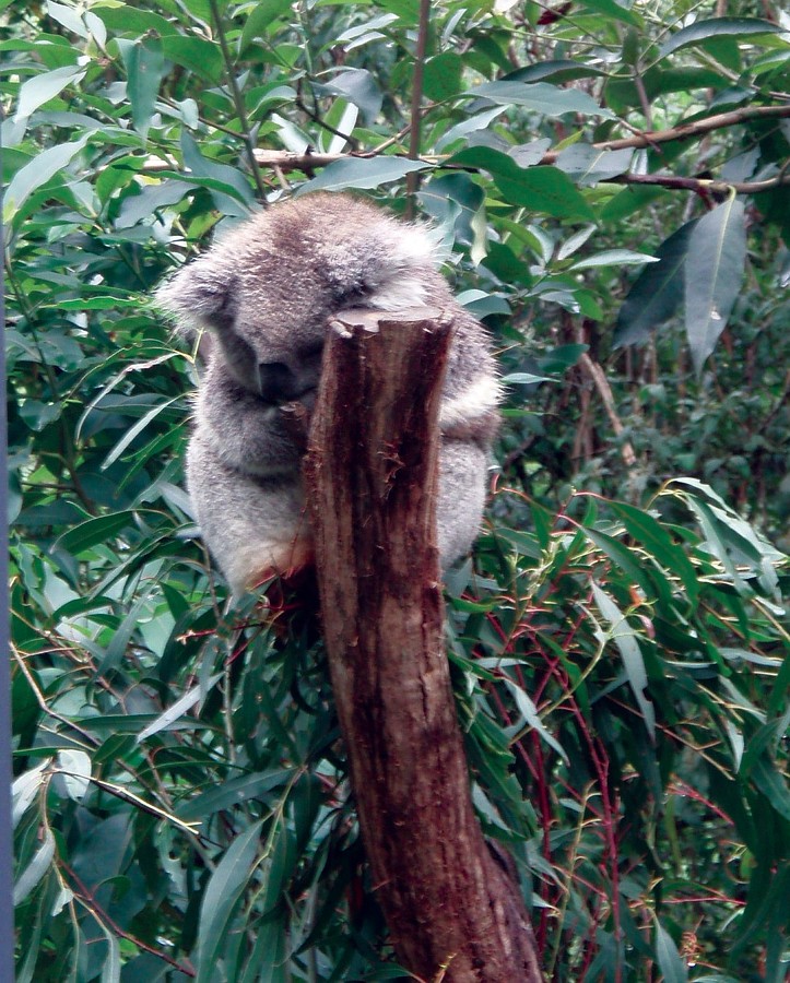 Koala “Benny” sleeping