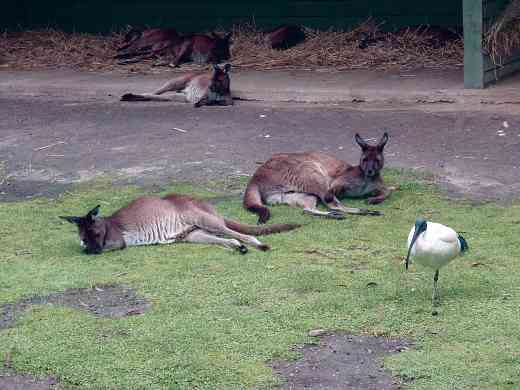 Kangaroos in Melbourne, Australia