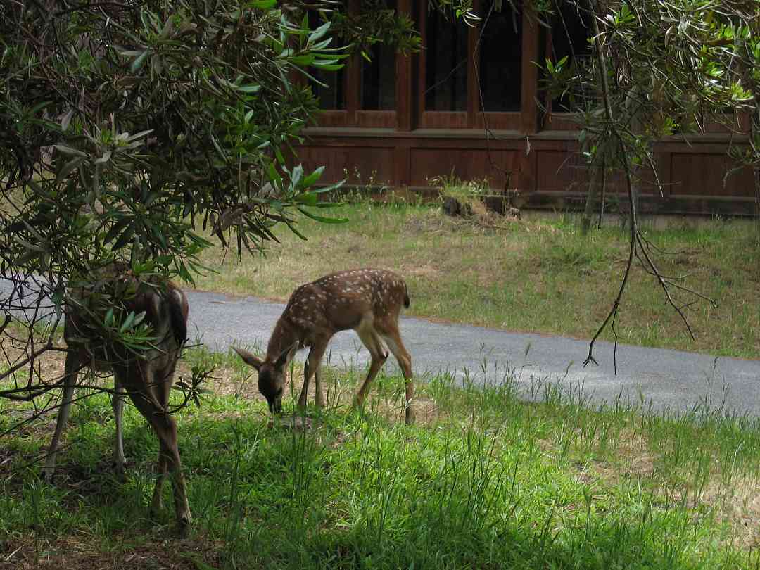Deer spotted at the 2005 SAA Leadership Retreat